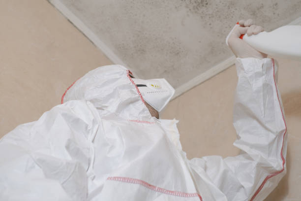 Professional Mold Removal in Belleair, FL